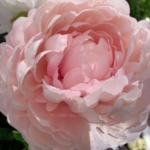 Meet your Posher, Lindsey